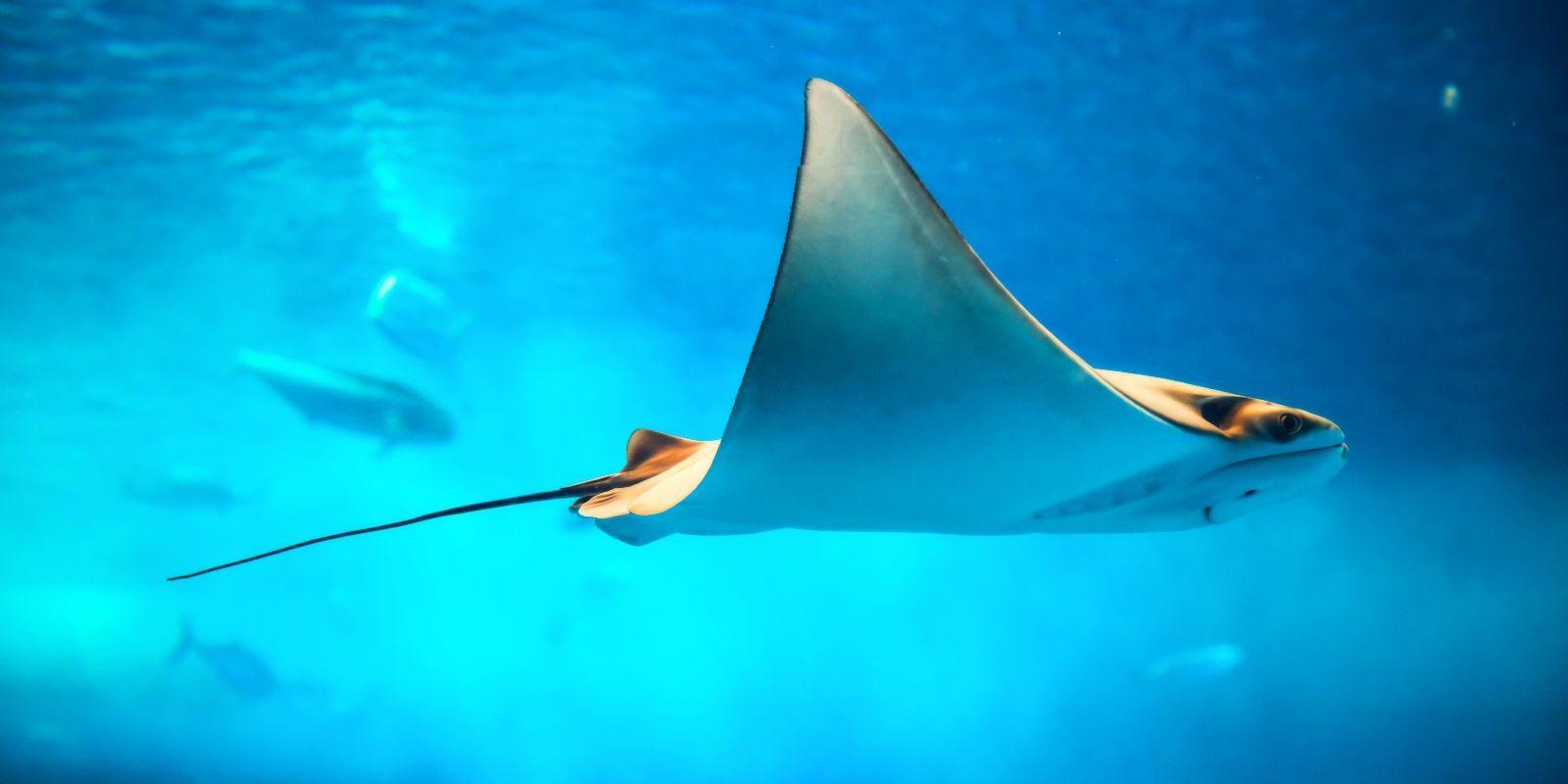 San Diego Things To Do Near MCRD San Diego