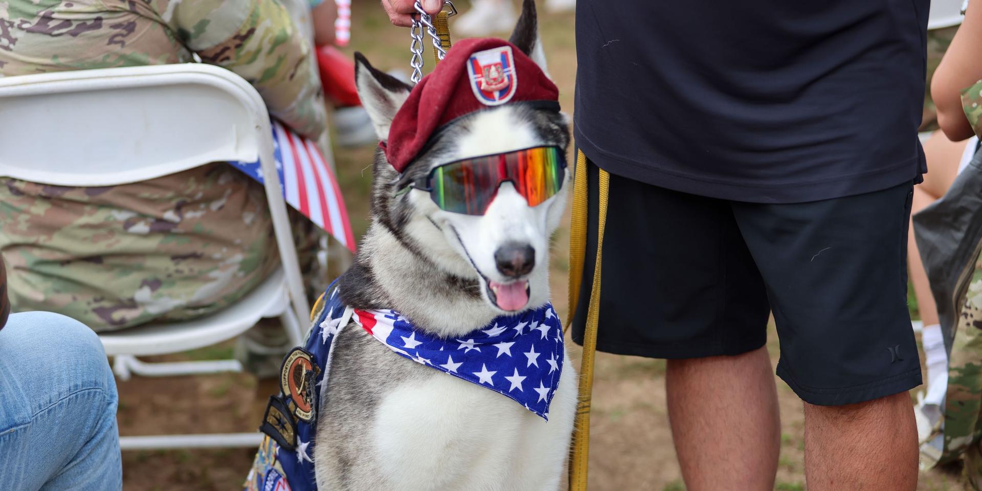 Fort Bragg Therapy Dog Named Sapper Wins USO's Top Honor